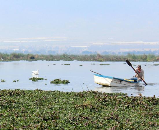 Analizan lirio en la Laguna de Zapotlán como alternativa para alimentar ganado