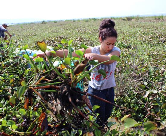 Analizan lirio en la Laguna de Zapotlán como alternativa para alimentar ganado