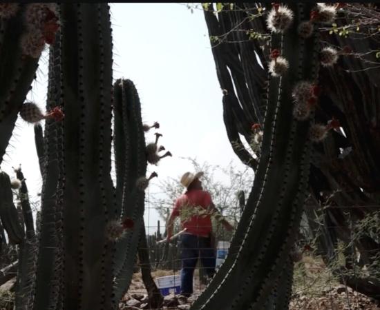 “Expresiones del Sur”, documental que retrata la cultura de esa región de Jalisco