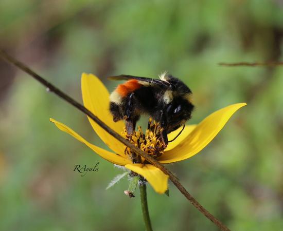 Fotografías abejas