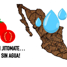 Altera producción de jitomate seguridad alimentaria de Zapotlán el Grande