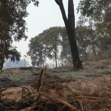 Foto 4. Nota Colabora CUSur en acciones para abatir incendio forestal