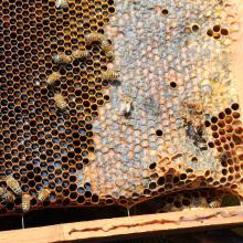 Foto única. Nota Precaria la situación de la apicultura en Jalisco