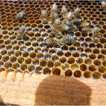 Investigación en abejas, apicultura, producción de miel, CUSur, Ciudad Guzmán, UdeG, CUCSur