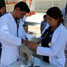 Día del México veterinario