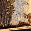 Foto única. Nota Precaria la situación de la apicultura en Jalisco