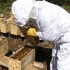 Foto única_Nota Culmina 2016 con balance negativo para apicultores de Jalisco