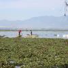 Foto 1. Nota Extraen 36 mil metros cúbicos de lirio de la laguna de Zapotlán en un año