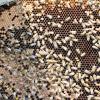 Foto única. Nota Impartirán curso sobre Genética y crianza selectiva de abejas melíferas
