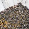 Foto única. Nota Control de plagas: otro reto de la apicultura