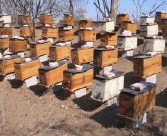 fecundadoras_apis_mellifera